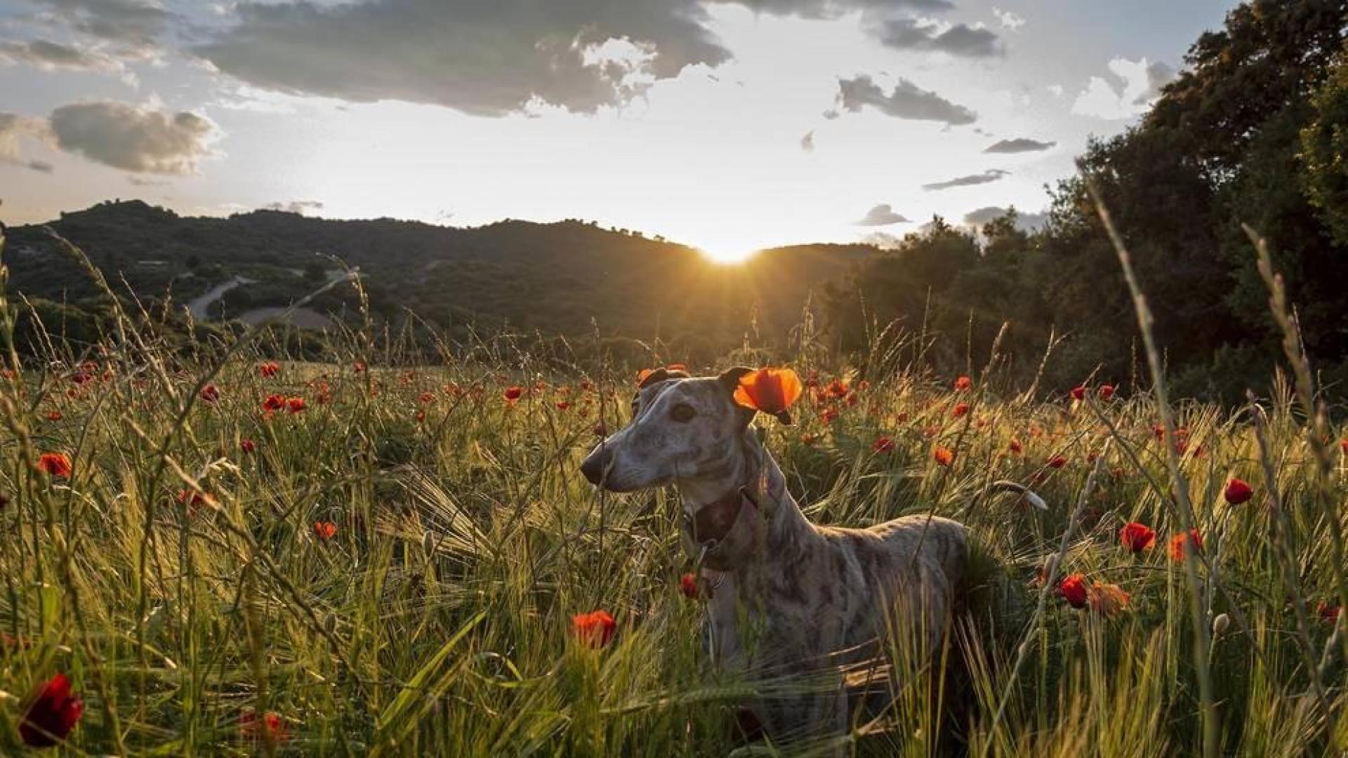 Ausencia de lluvias hasta el viernes con predominio de jornadas soleadas