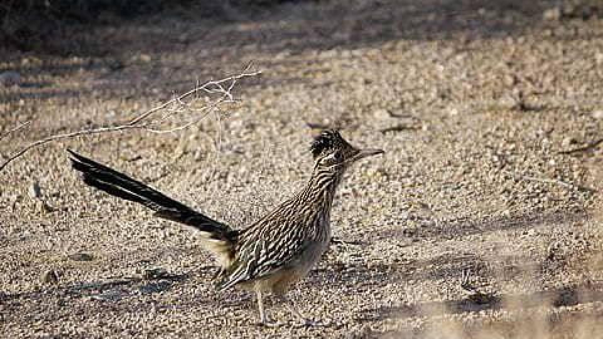 Así intenta cazar un coyote a un correcaminos en realidad