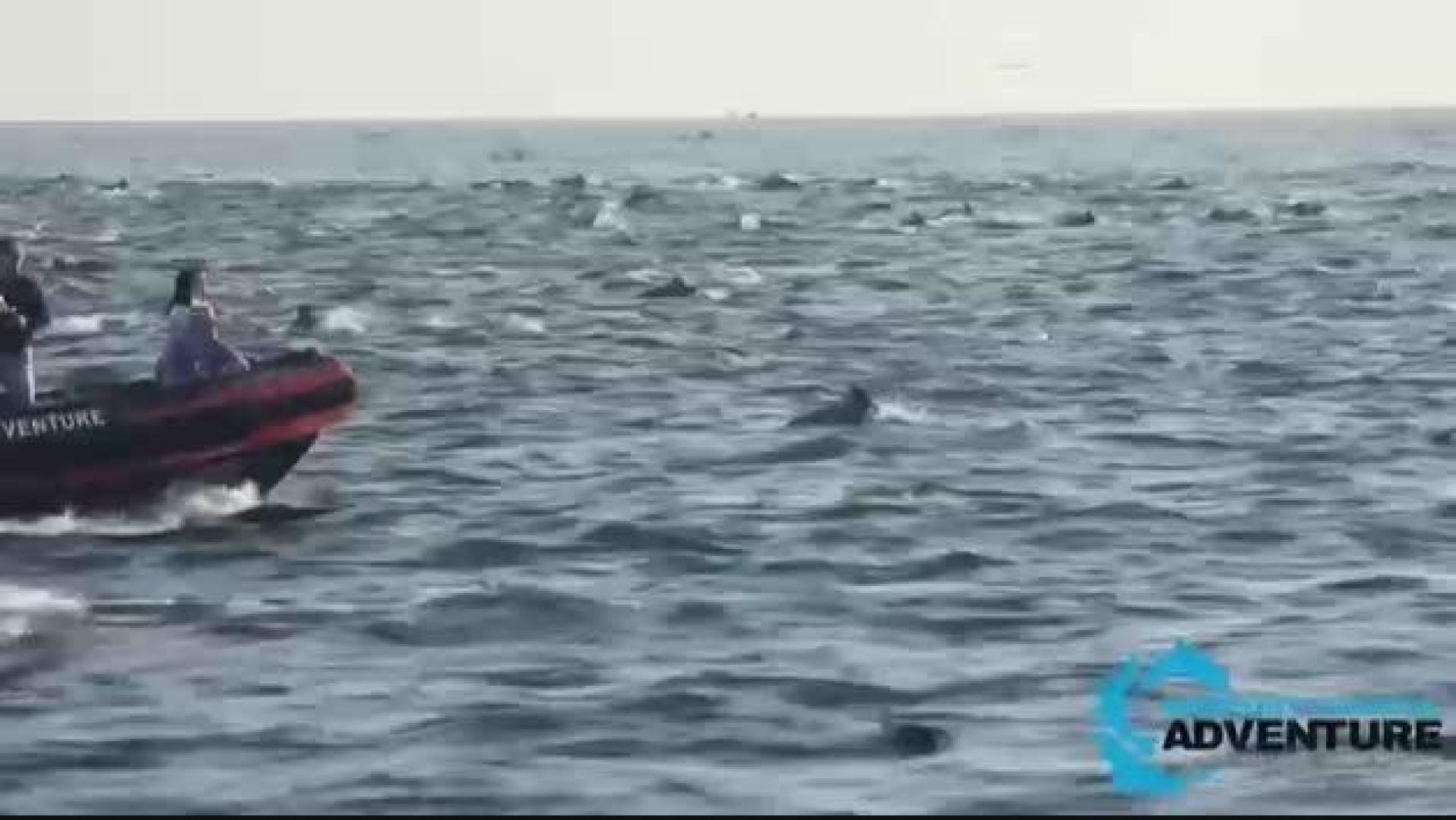 VÍDEO | Cientos de delfines nadan juntos en la costa de Laguna Beach, en California