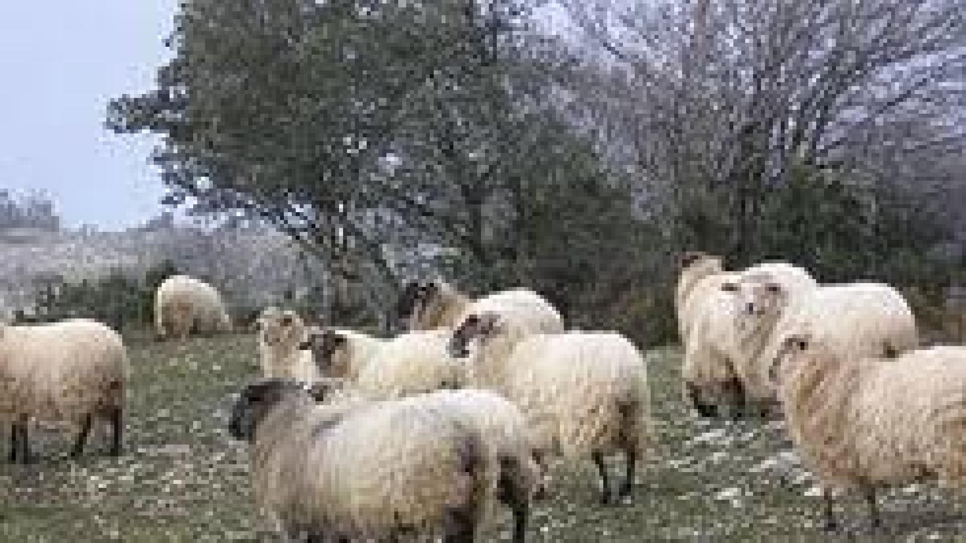 Pastores navarros denuncian ataques de perros a su ganado