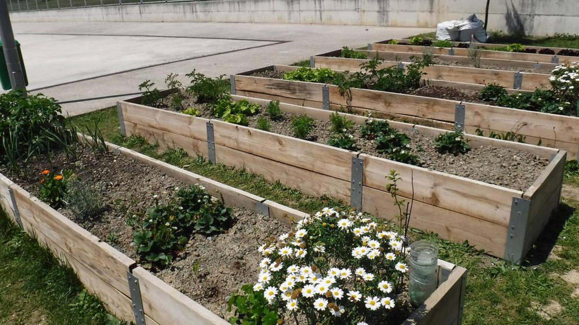 Siete centros participan en el programa municipal Huertas Ecológicas Escolares