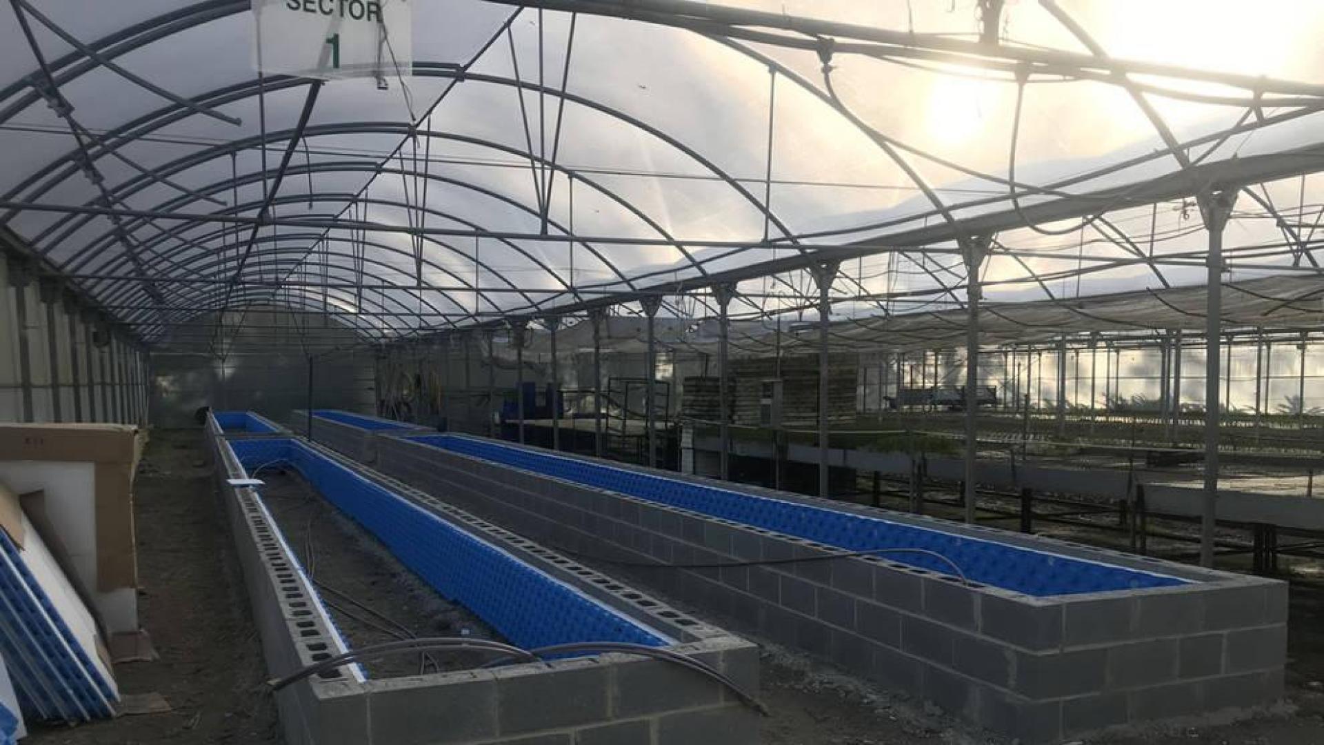Melissa y plantas aromáticas en la primera cosecha del secadero de Aranzadi