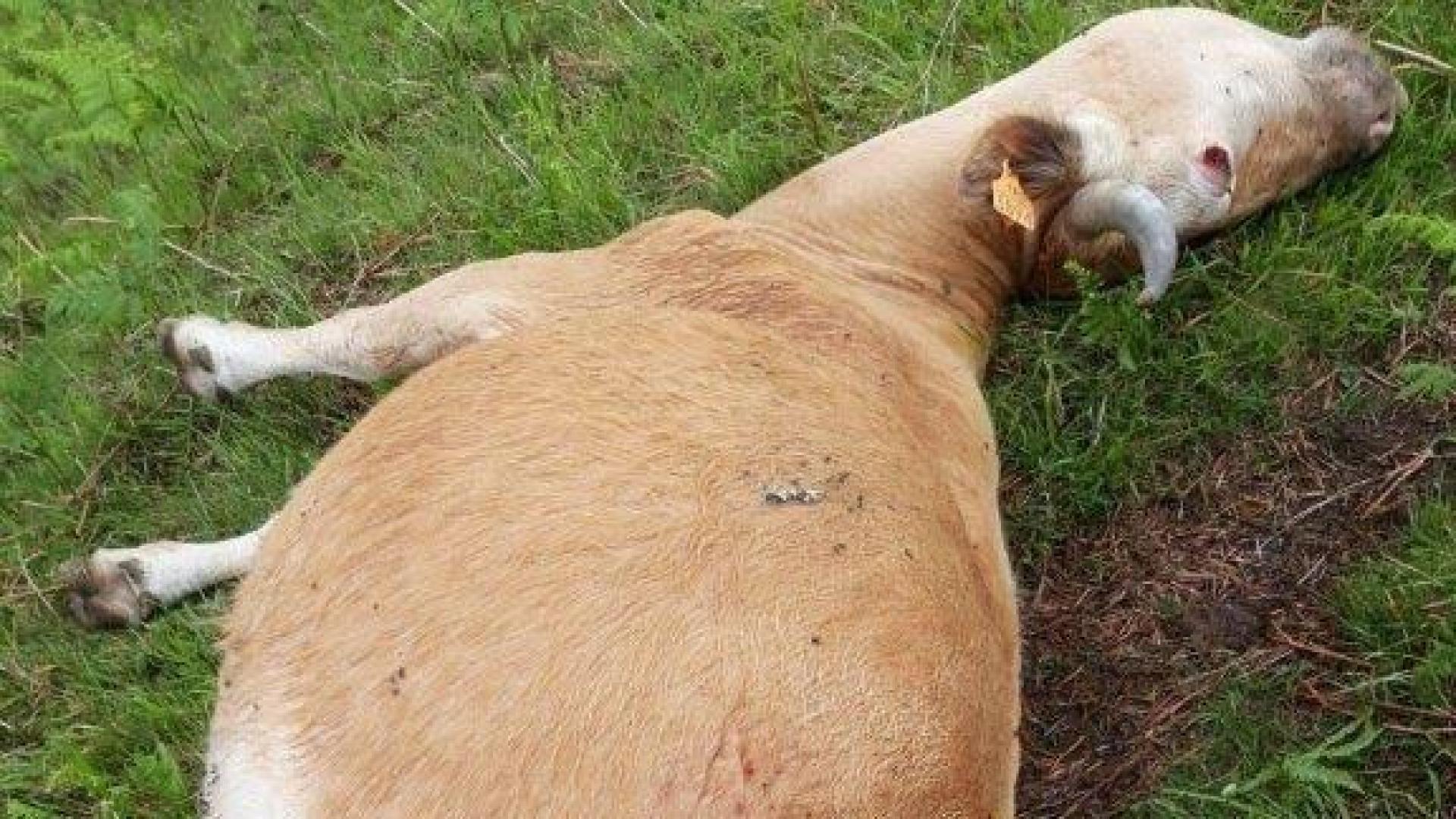 Investigado por matar una vaca "Betizu" porque "le molestaba" en Elizondo