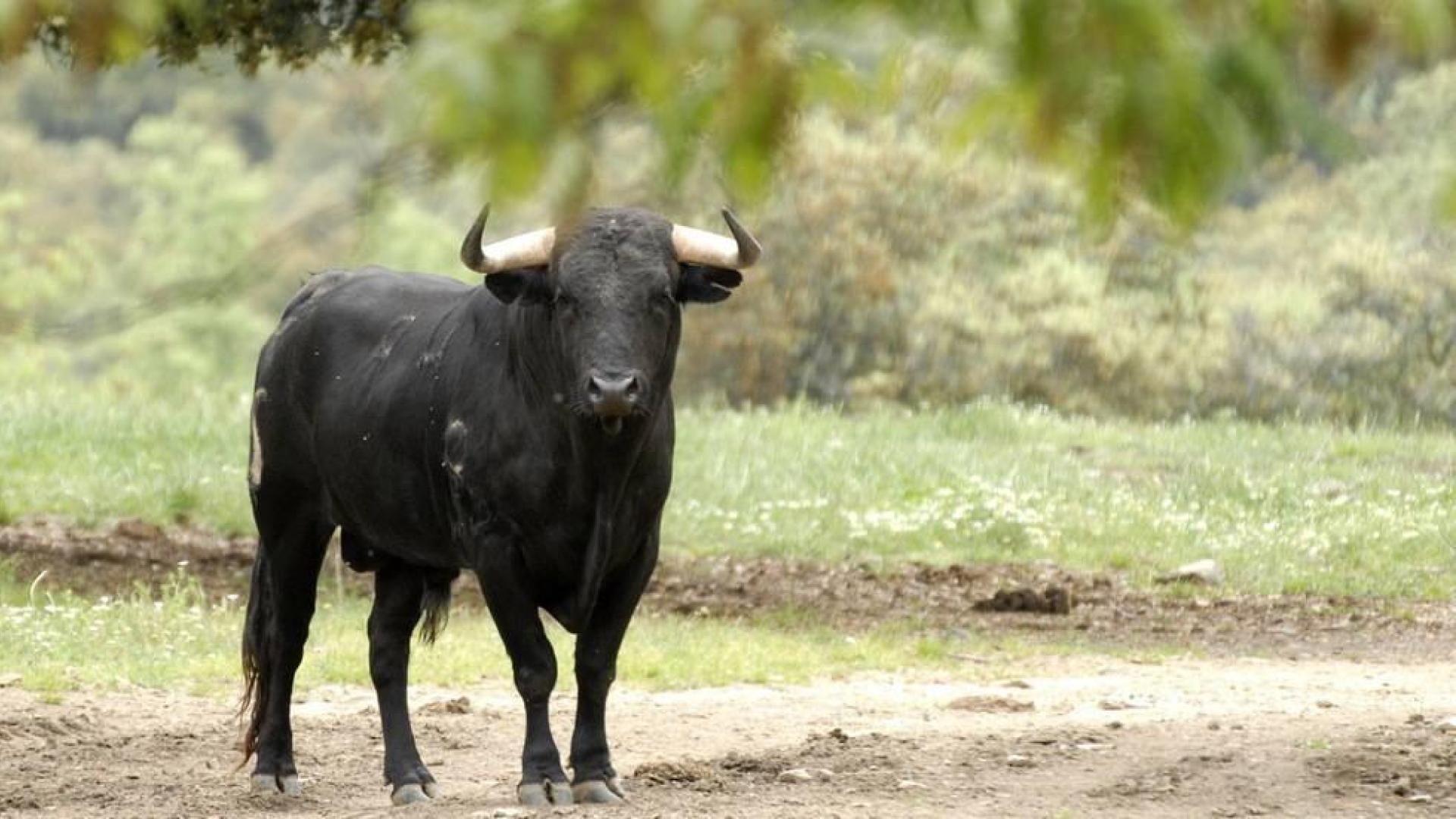Corneado un vecino de Castejón por un toro bravo en una finca riojana