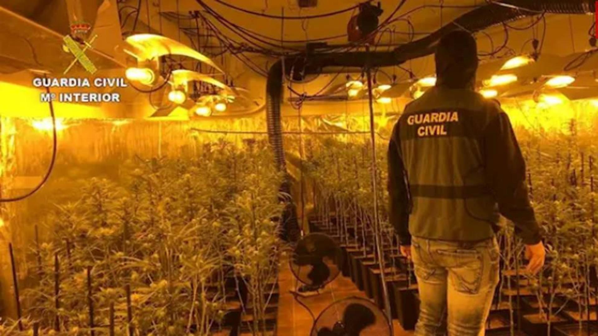 Ocho detenidos y más de 5.000 plantas de marihuana incautadas en Toledo