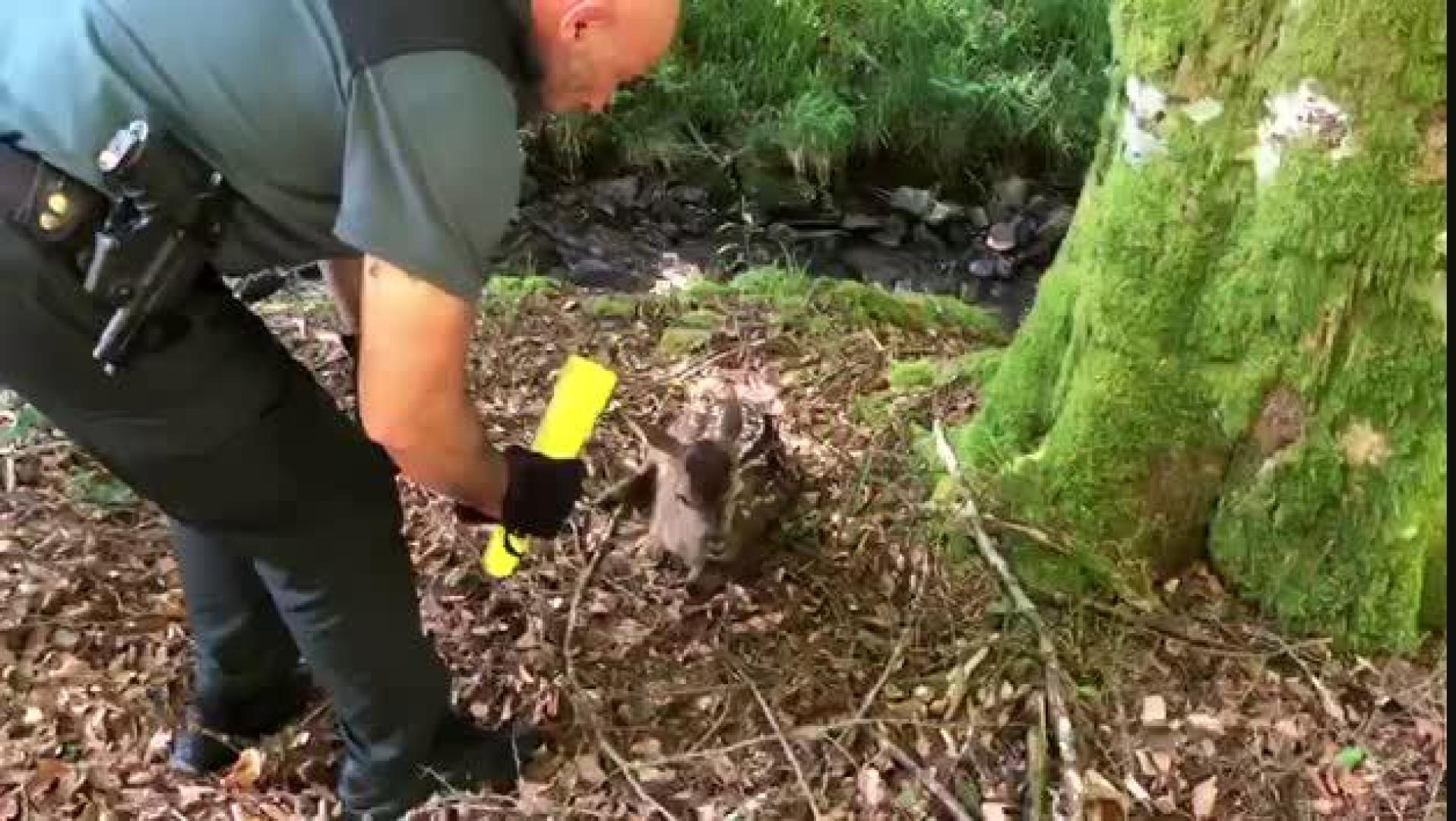 Vídeo: La Guardia Civil localiza una cría de ciervo en la carretera de Eugi