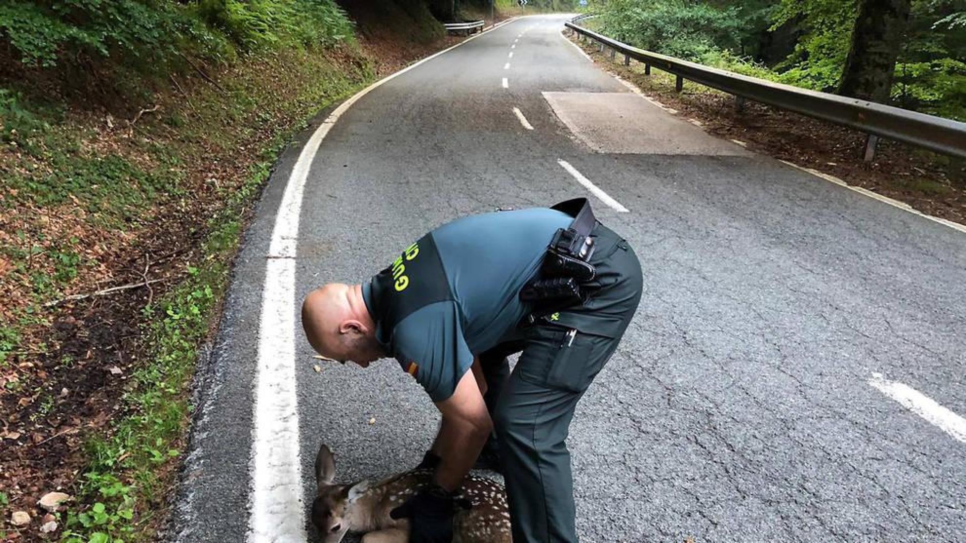 Localizada una cría de ciervo en la carretera de Eugi