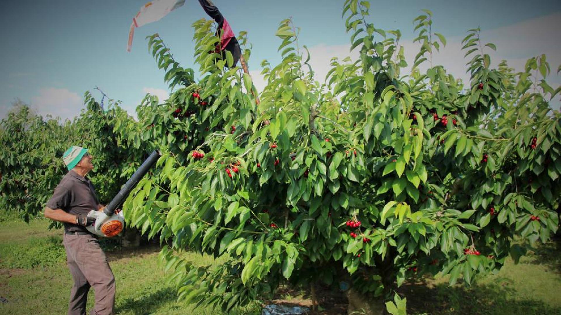Milagro fomenta la venta de sus cerezas