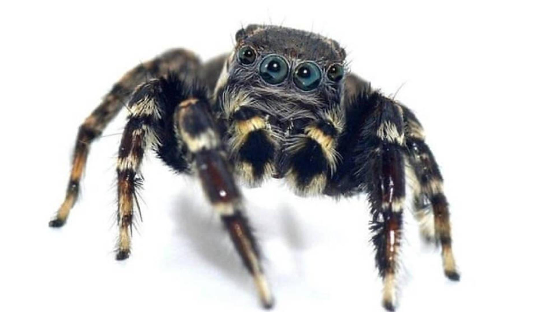 Descubren nuevas especies de arañas y una recibe el nombre de Karl Lagarfeld