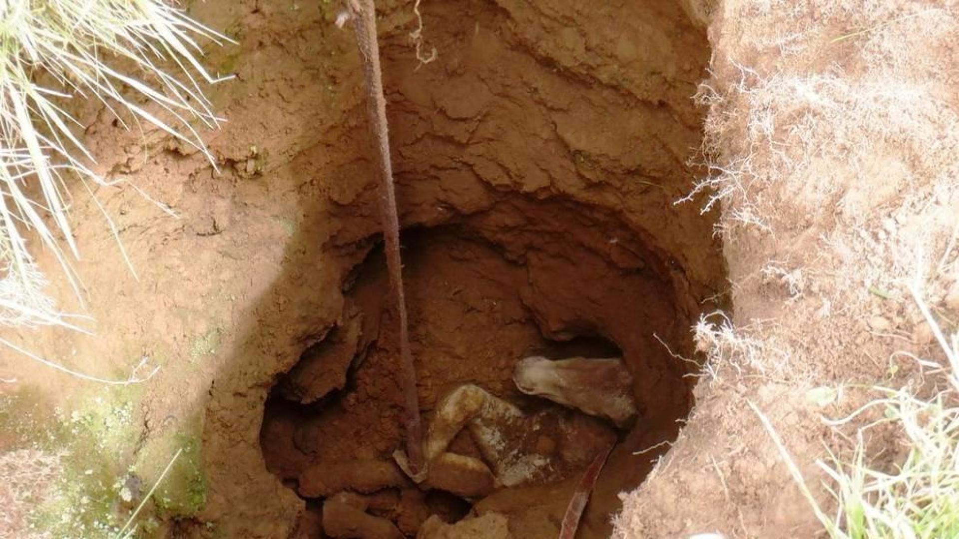 Rescatan a un potro caído en una sima