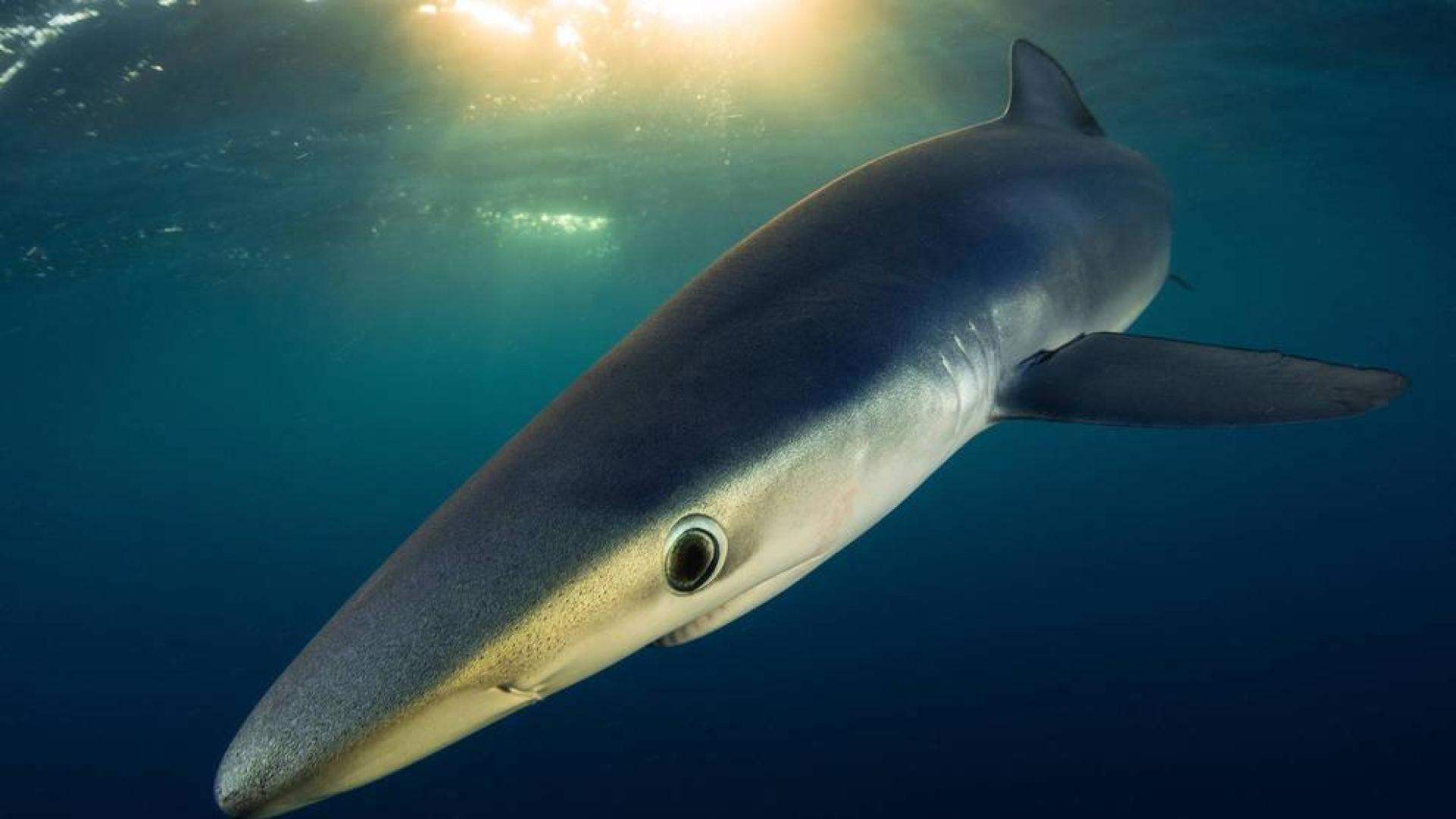 El retrato de un tiburón azul de Isaías Cruz, galardonado en Croacia