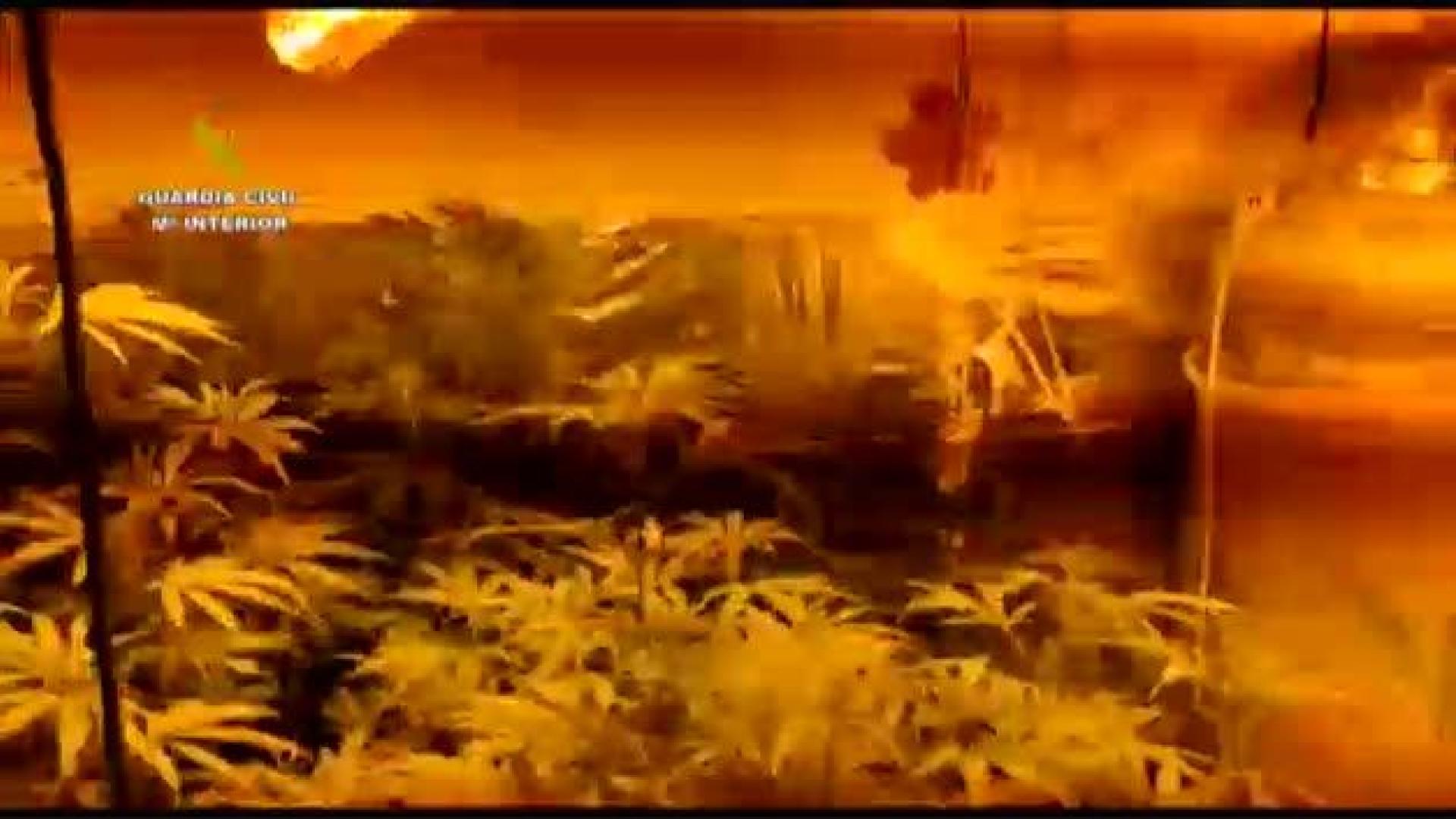 Vídeo: Localizada en Málaga una finca con más de 18.000 plantas de marihuana