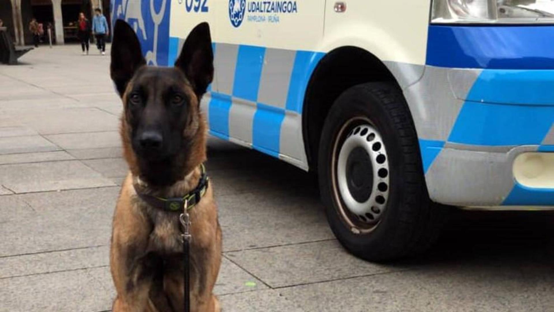 Tyrion, el nuevo perro que ayudará a la Policía Municipal de Pamplona.