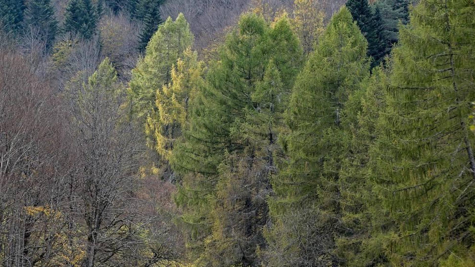 Irati se convierte en otoño en la primera opción de muchos excursionistas