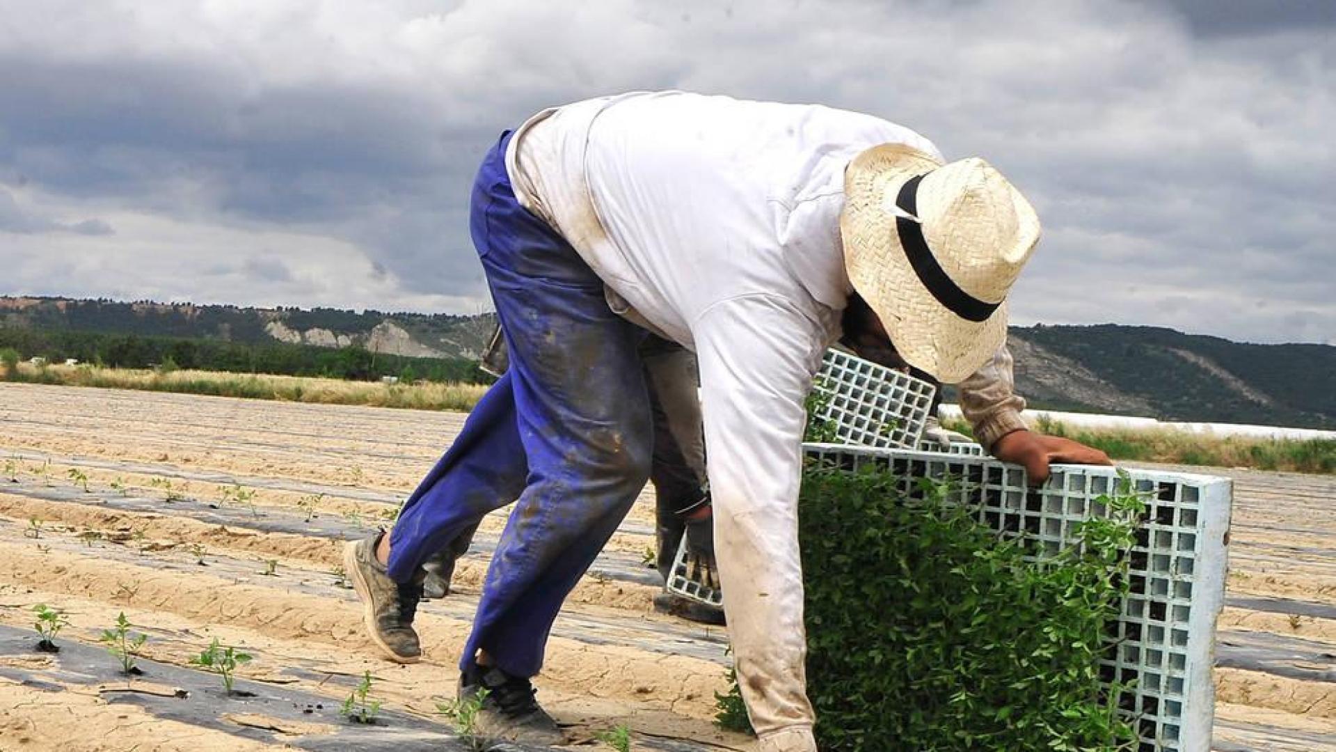Plantación de tomate en Funes.
