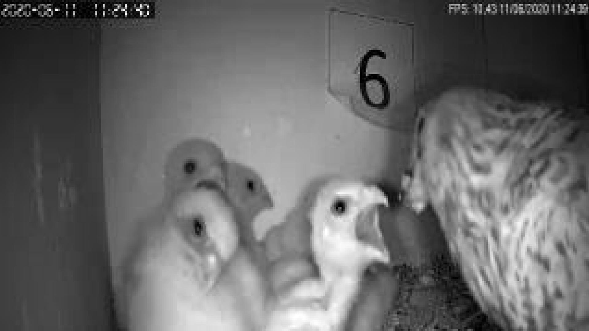 La cría 'online' de las aves de Bardenas