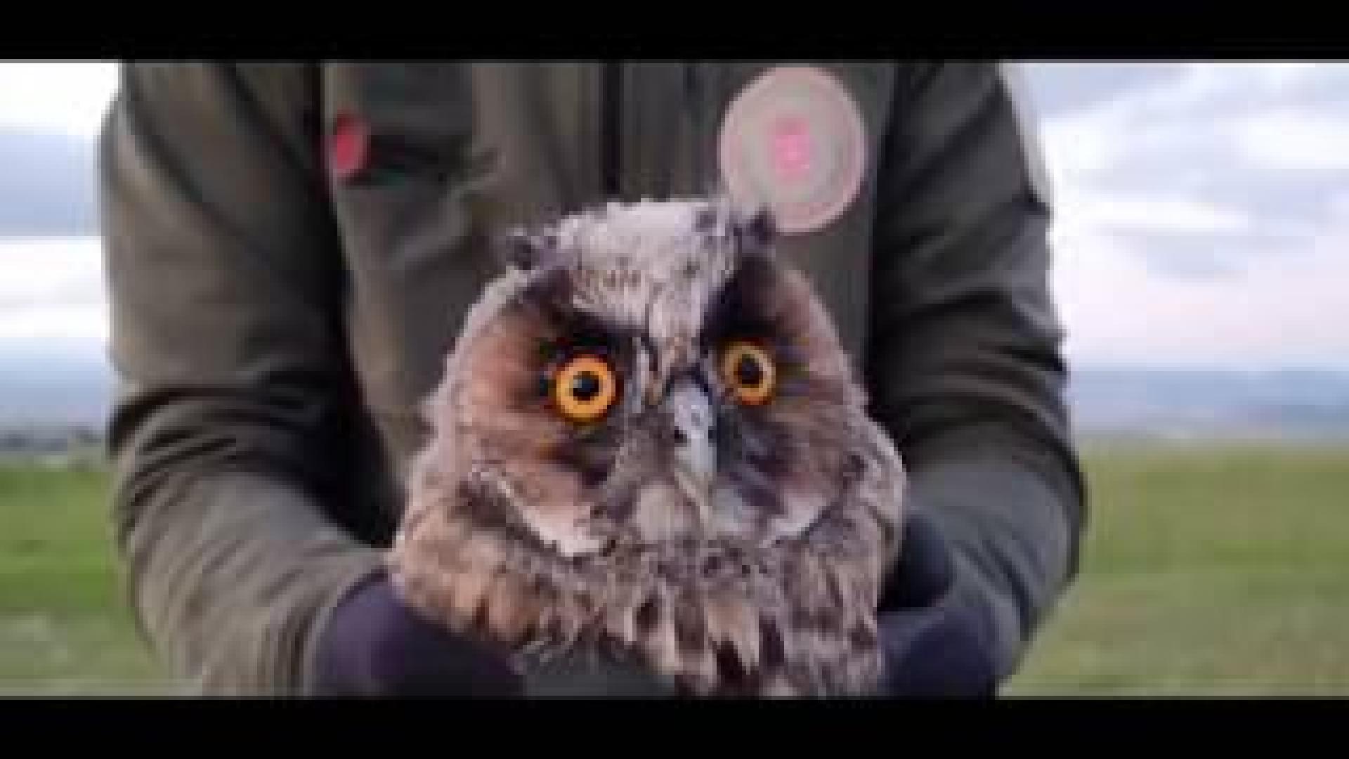 Liberación Buho Chico en Esparza de Galar
