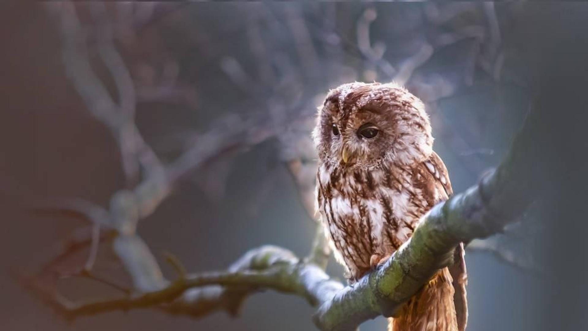 Foto de una lechuza posada en la rama de un árbol