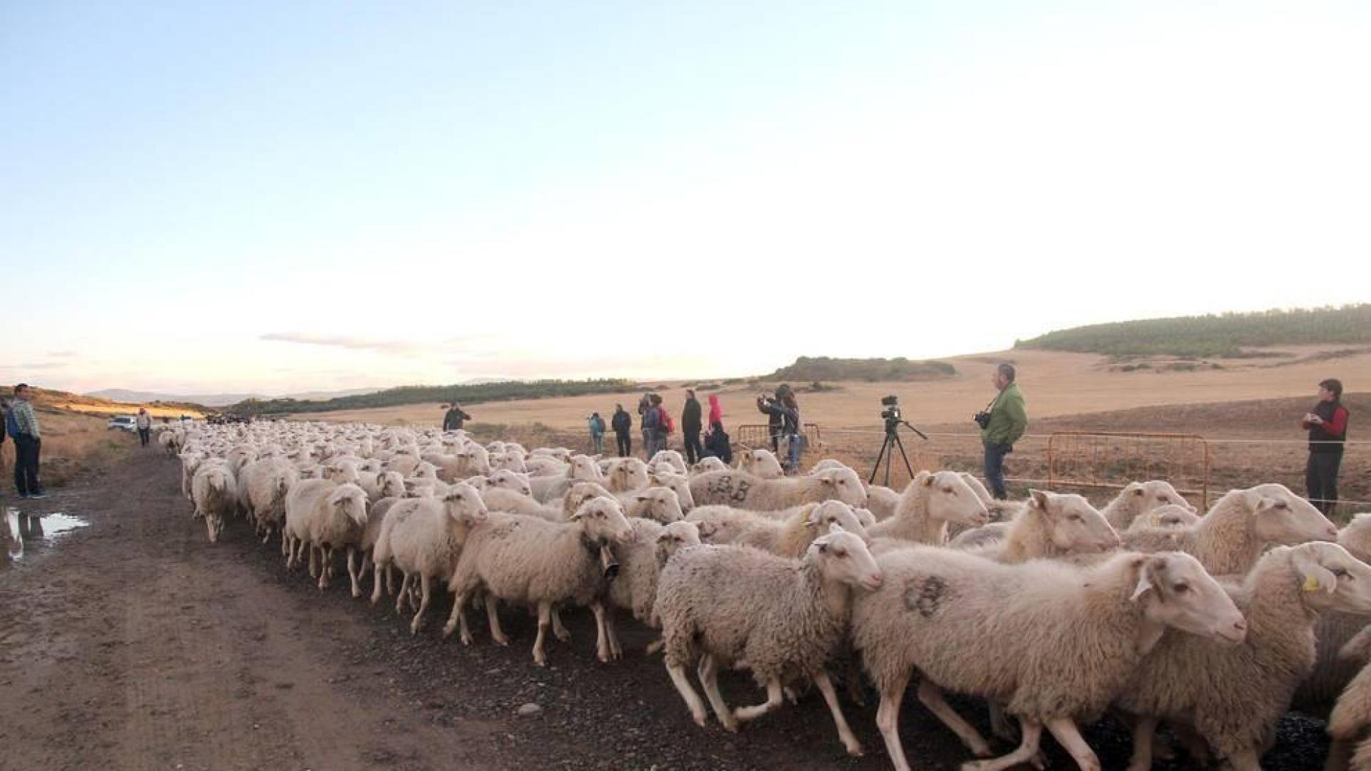 Imágenes de la entradas de las ovejas a las Bardenas Reales en un homenaje a trashumancia.