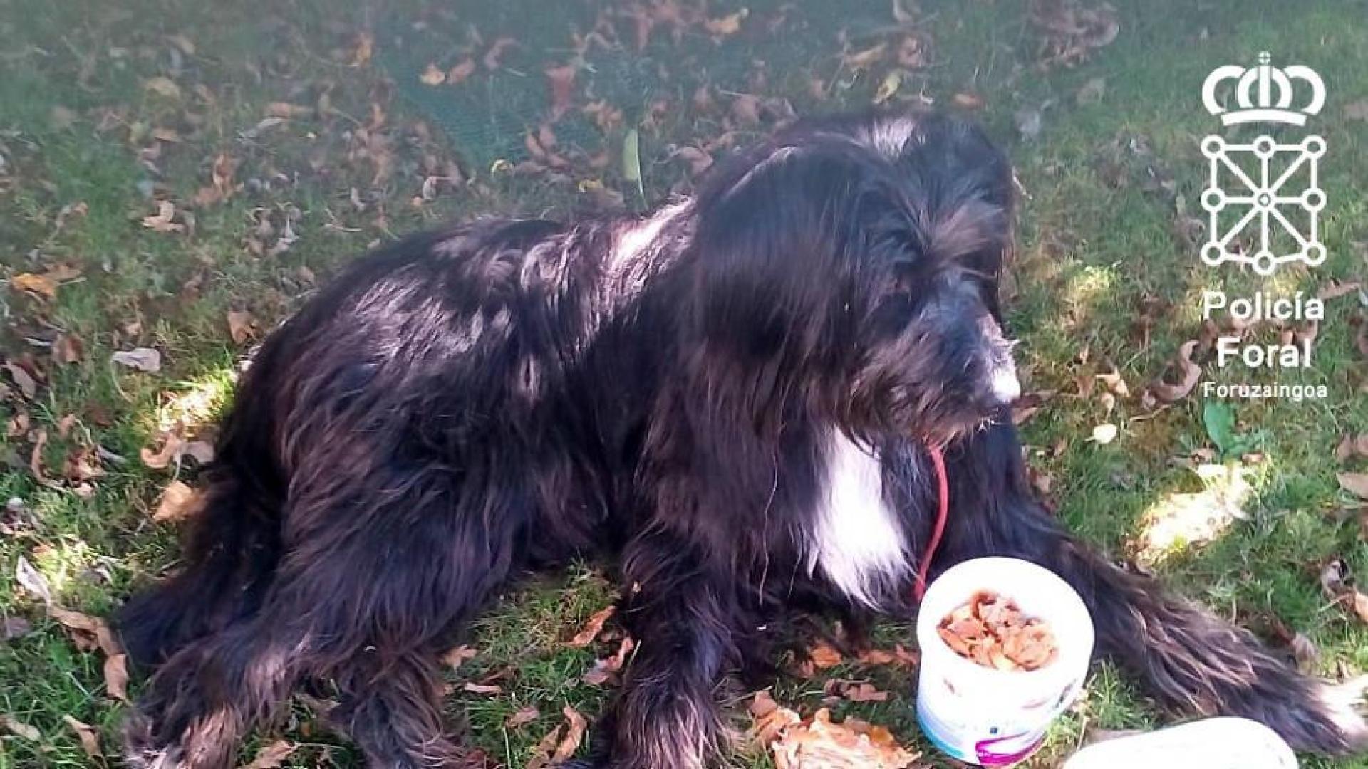 Investigado en Aoiz por abandonar el perro que adquirió para sobrellevar mejor el confinamiento