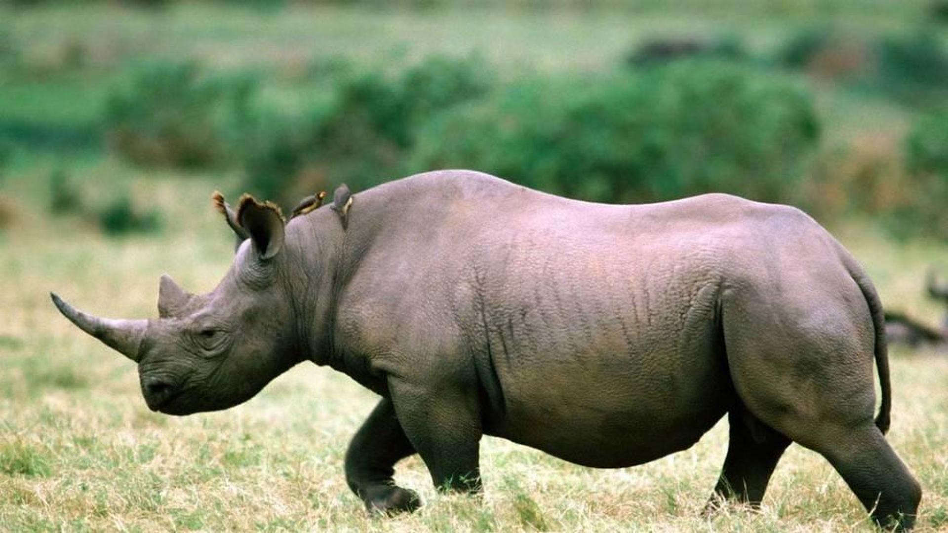 Botsuana descuerna a unos cien rinocerontes para evitar que sean víctimas de la caza furtiva