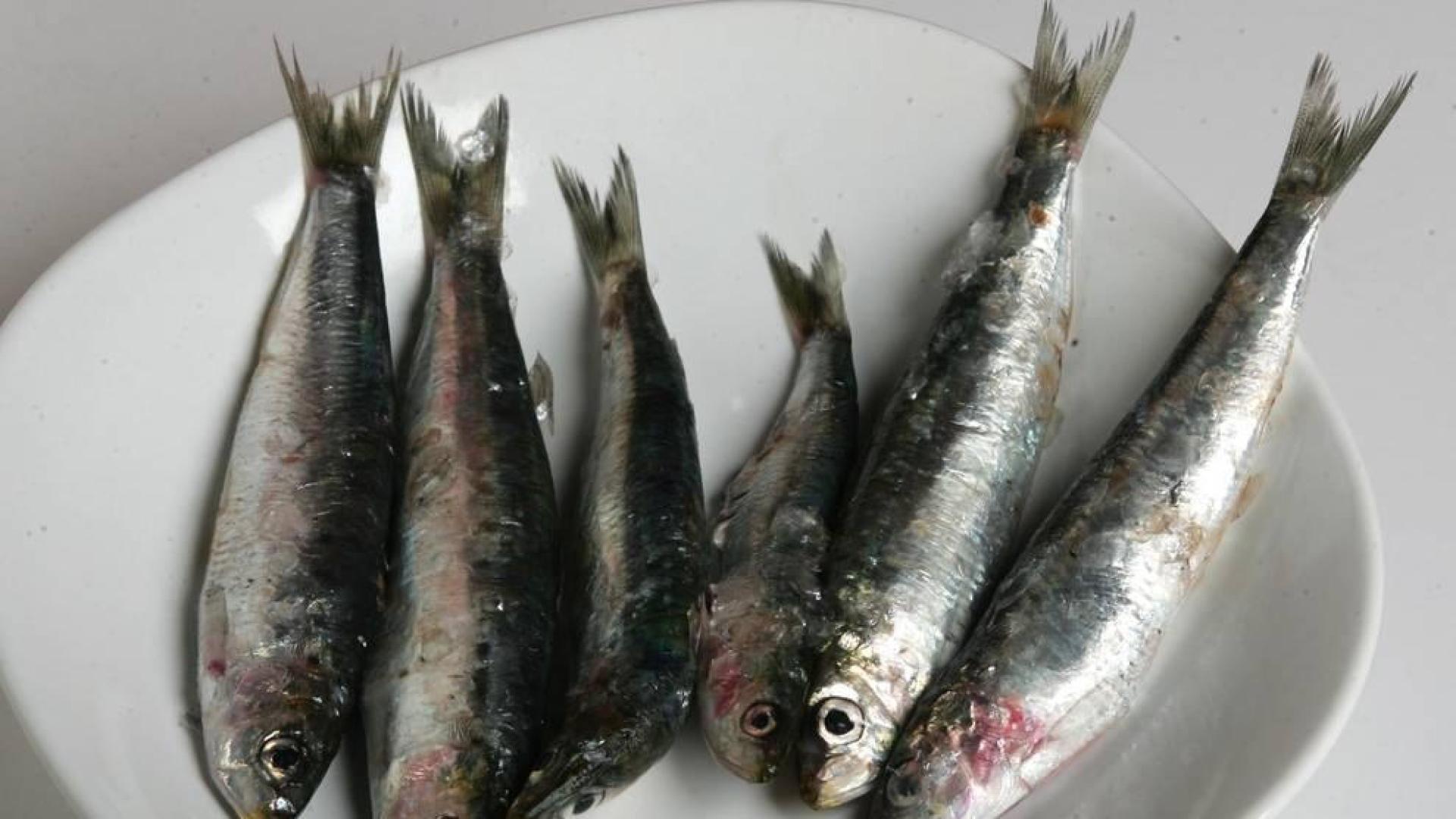 Las sardinas son una de las clases de peces más comercializadas y consumidas.