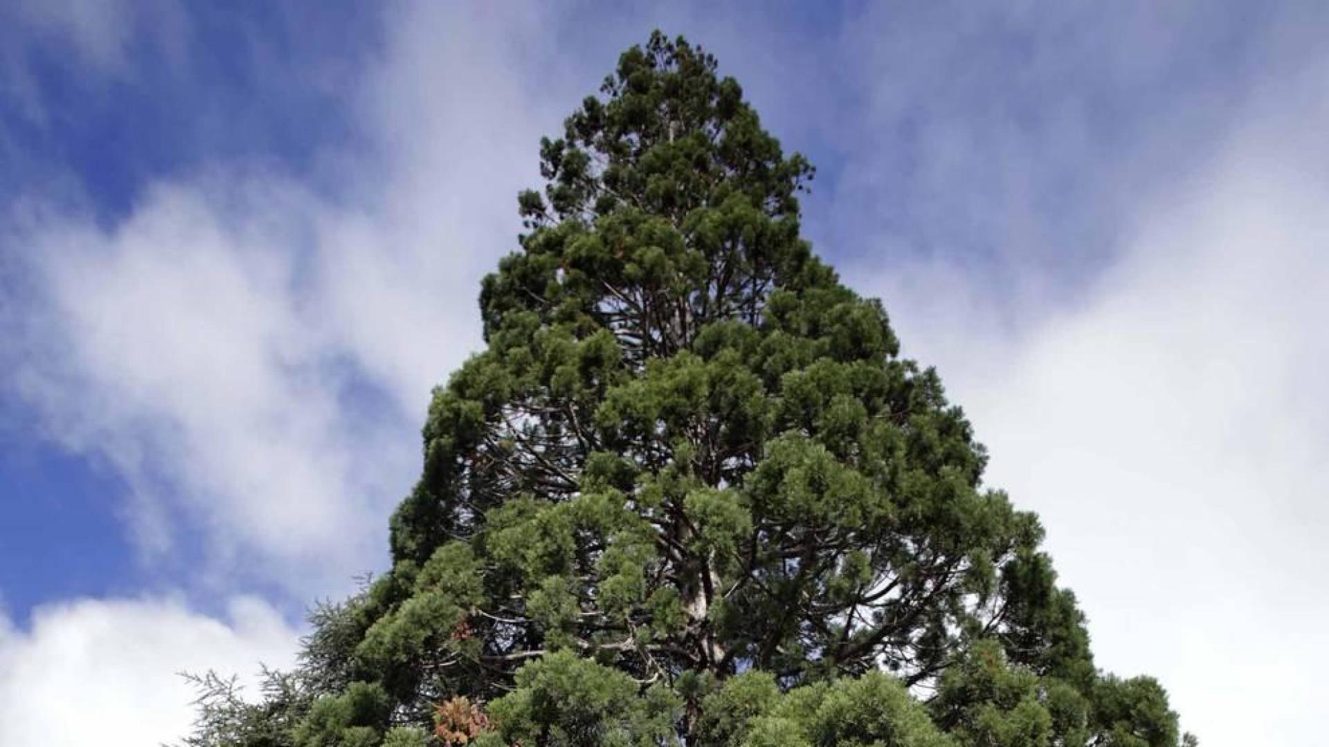 Los árboles más altos de Pamplona, pararrayos