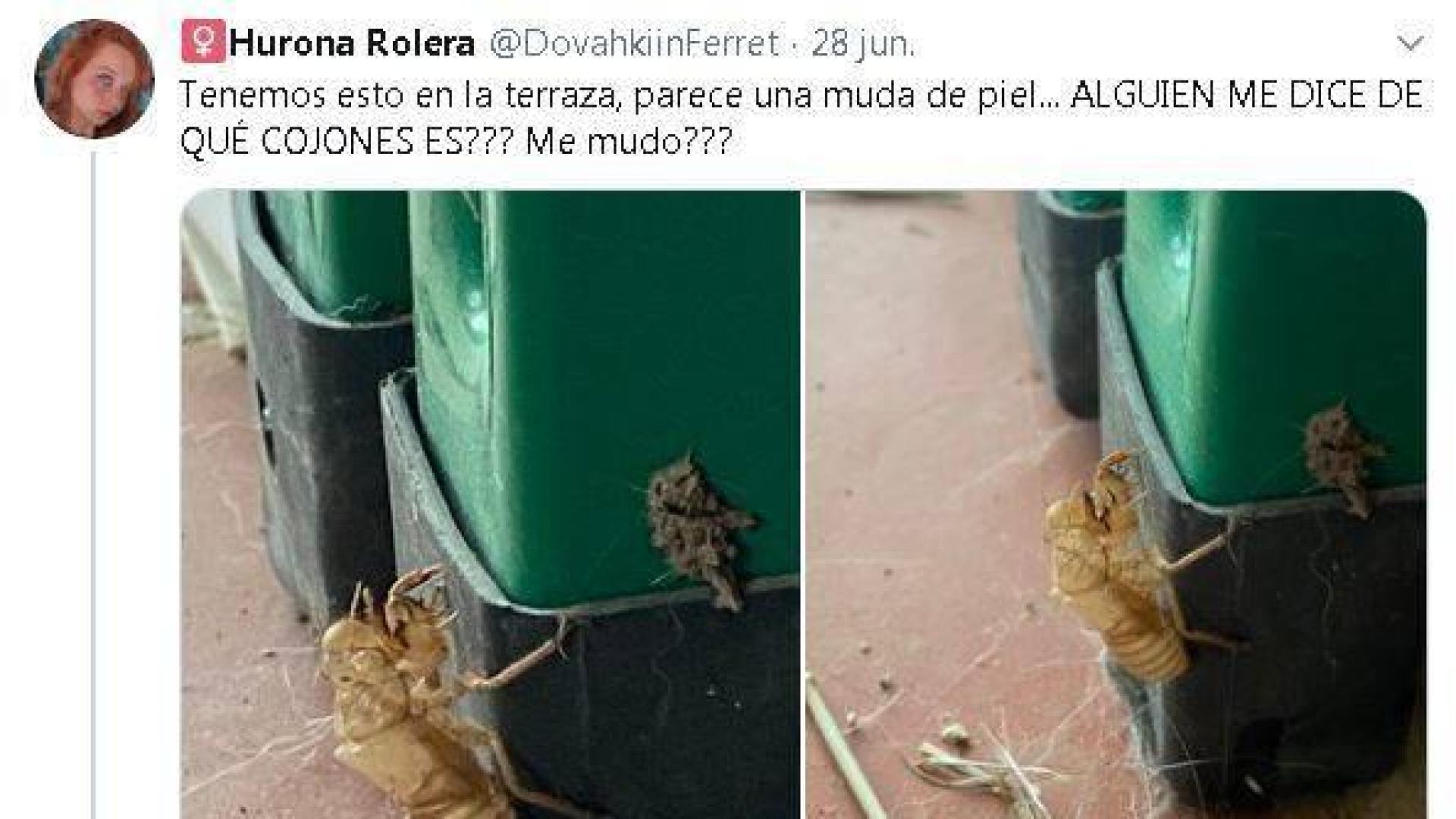 ¿Una muda de insecto? El curioso hallazgo que aterroriza a una tuitera