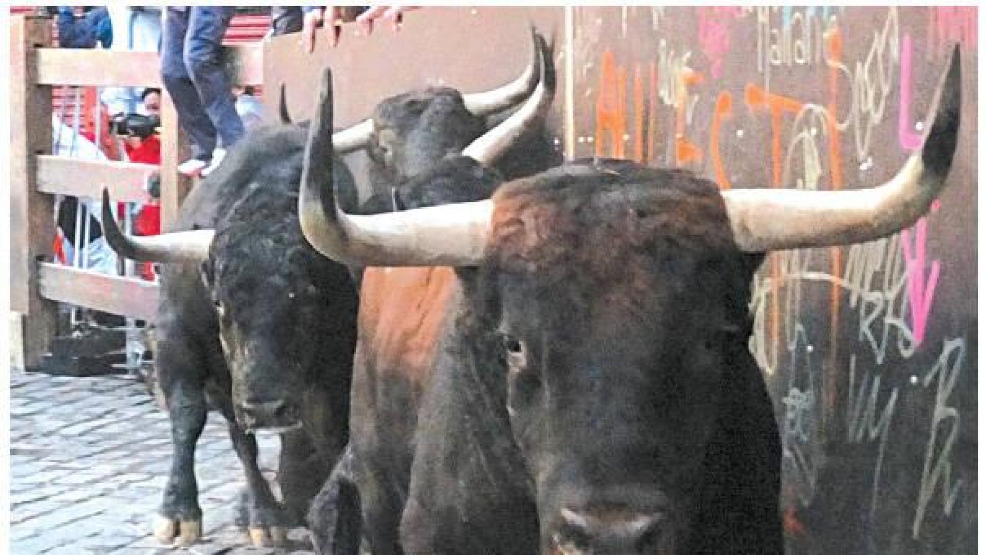 Una imagen del fotógrafo pamplonés Pío Guerendiáin anunciará la Feria del Toro