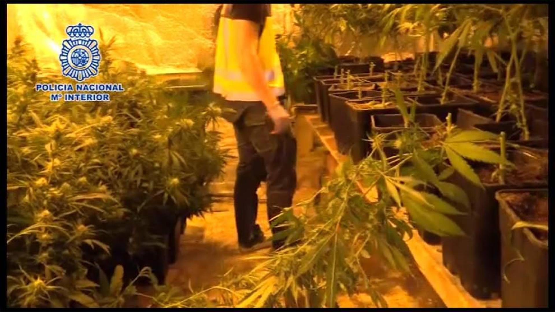 Golpe al mayor entramado de heroína y marihuana en Madrid, con 46 arrestos