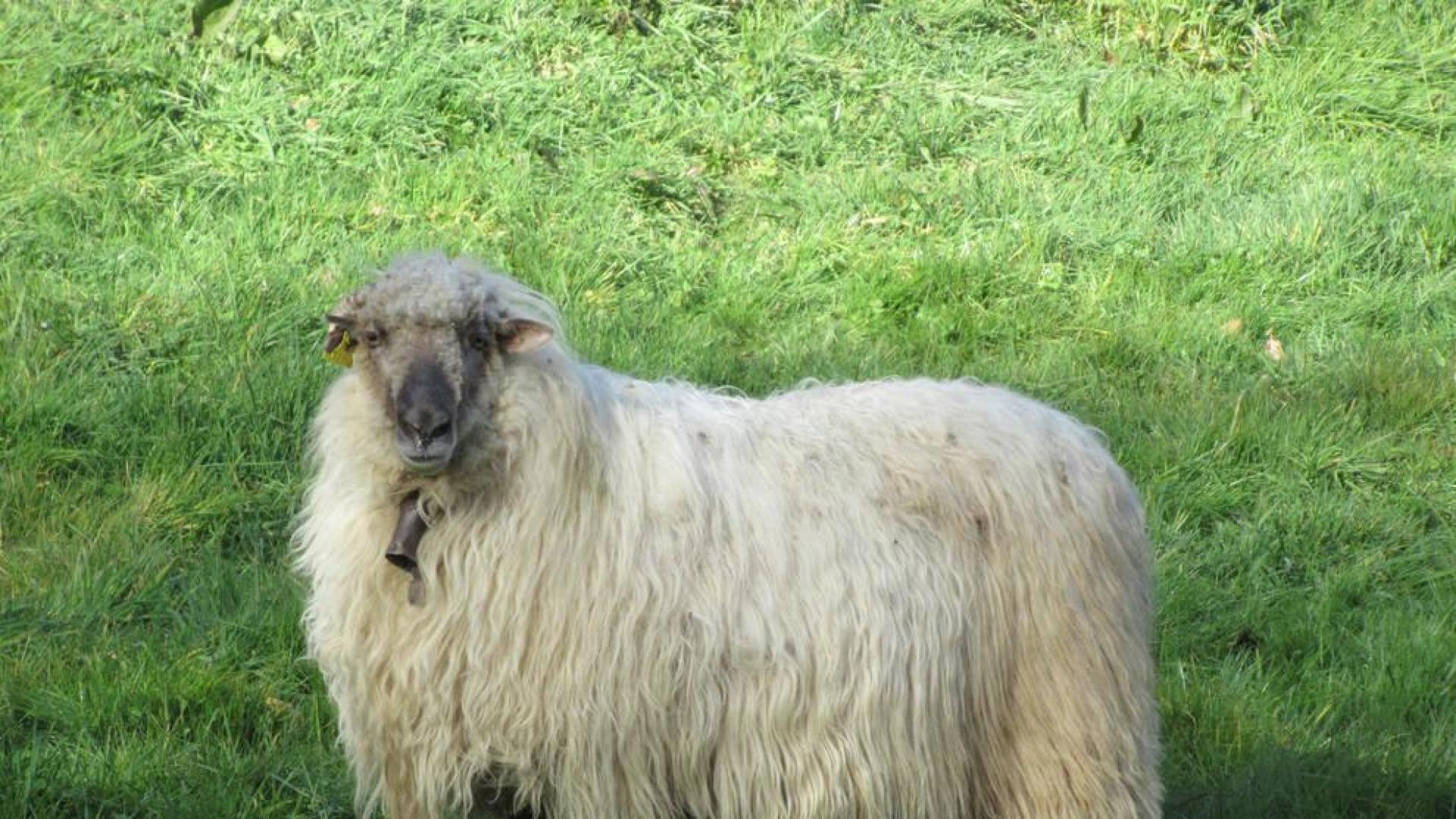Alertan de la difícil situación del sector ovino latxo