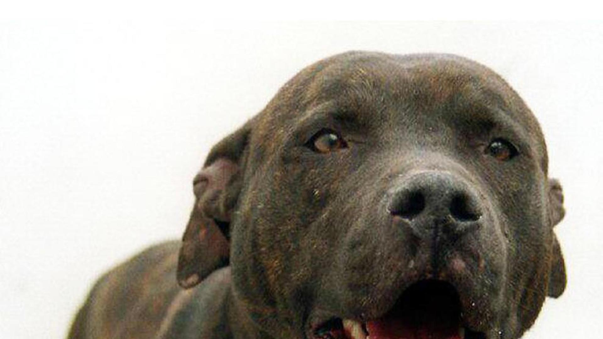 Un pitbull suelto ataca a una mujer y mata a su perro en Mutilva