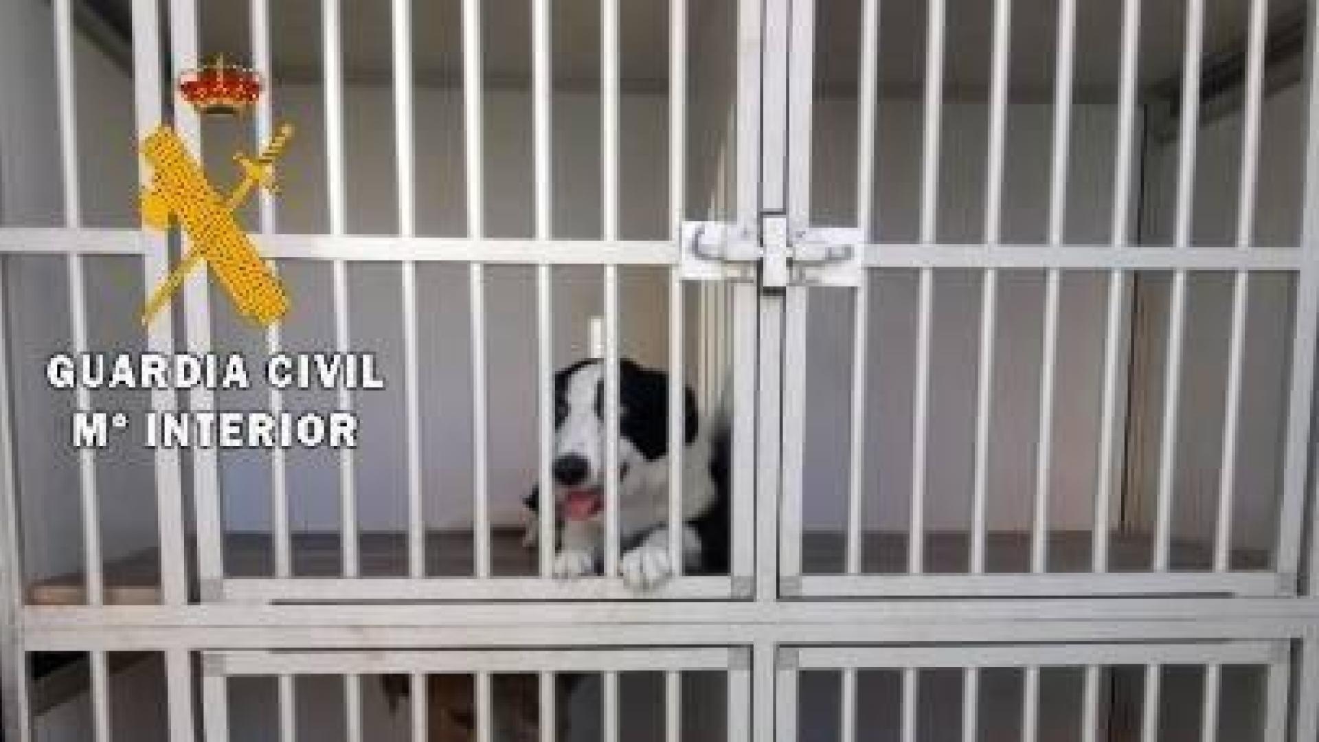 Algunos de los animales.