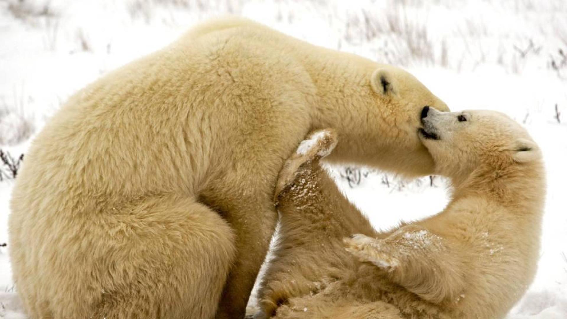 Lanzan una web para seguir las huellas de los osos polares