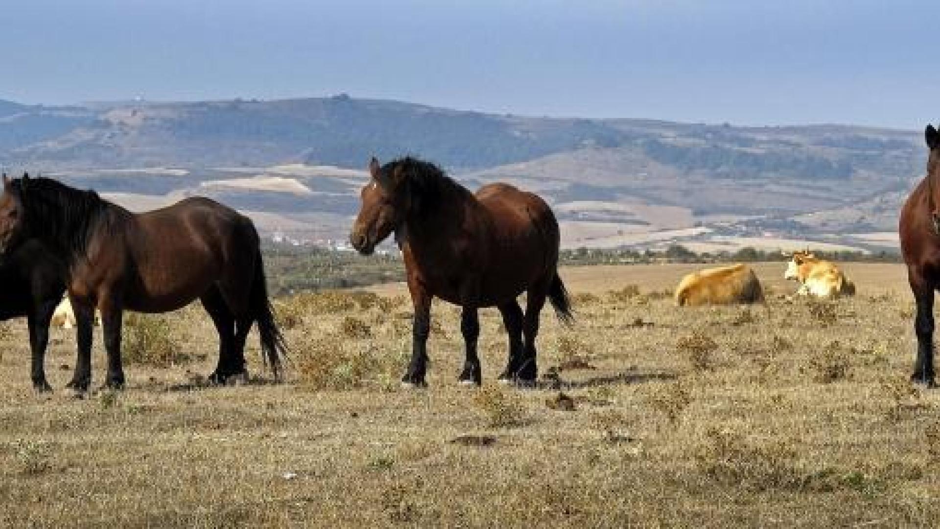 Ejemplares de ganado caballar de carne de una explotación de Tierra Estella pastando en terrenos de pradera, que aún mantendrán el régimen de ayudas. 	ARCHIVO