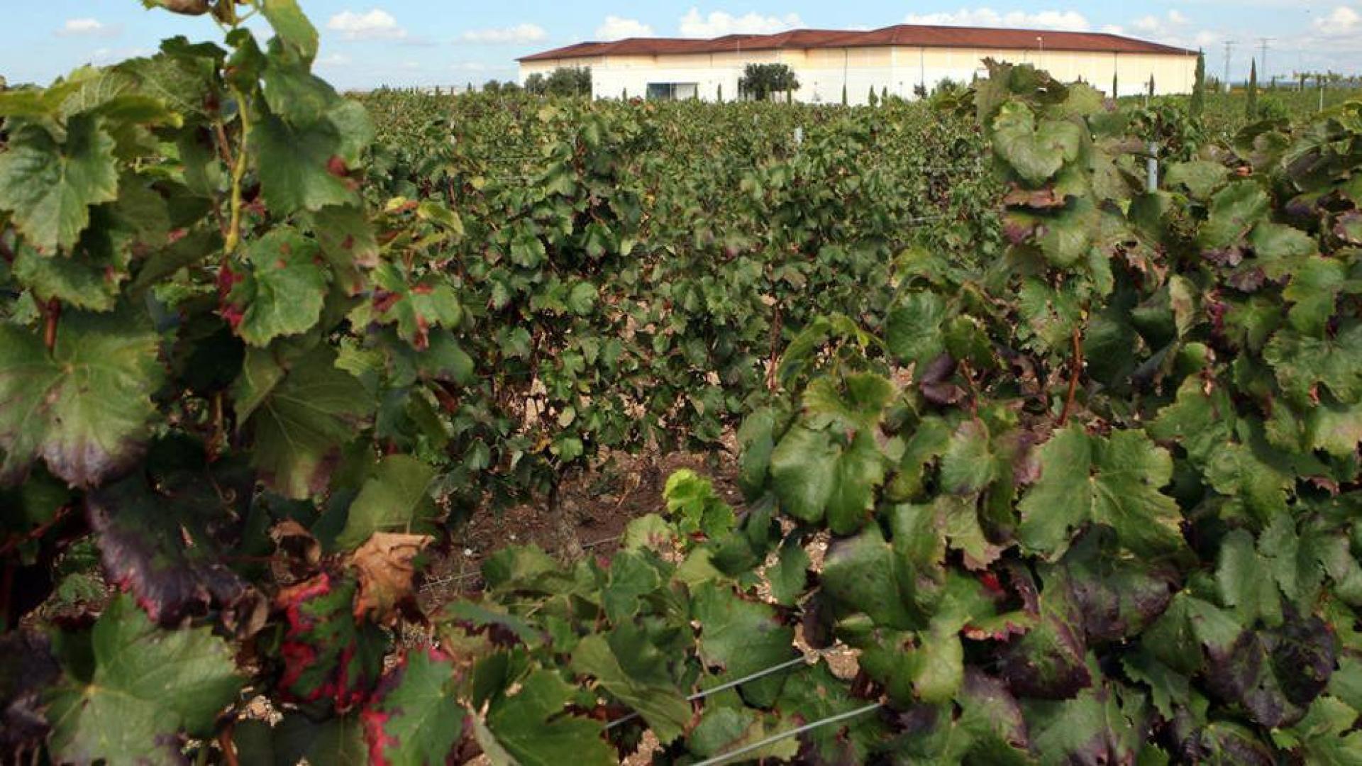 Príncipe de Viana impulsa un proyecto para mejorar la eficacia del viñedo