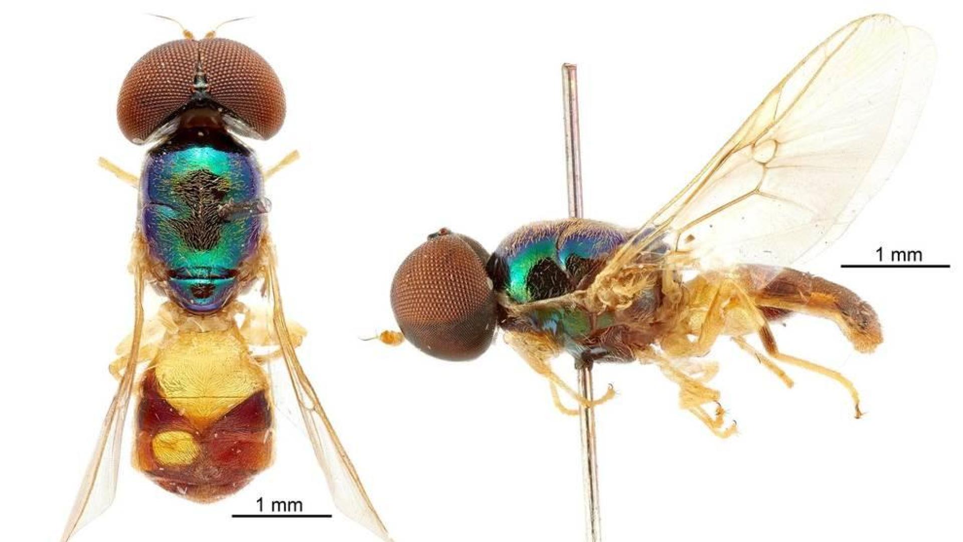 Nombres de superhéroes de Marvel para insectos descubiertos en Australia