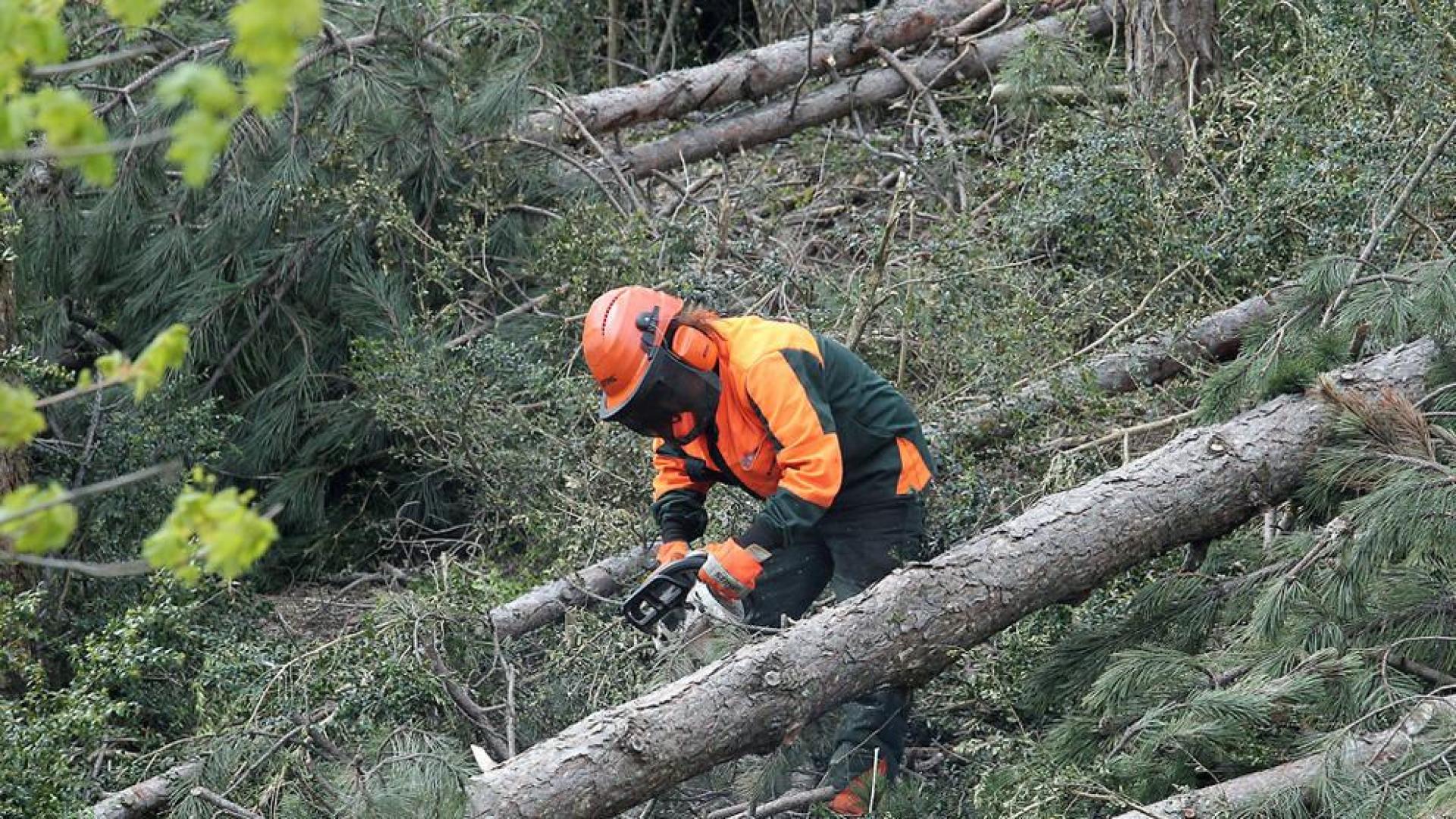 La nueva campaña para trabajos forestales se convocará en febrero