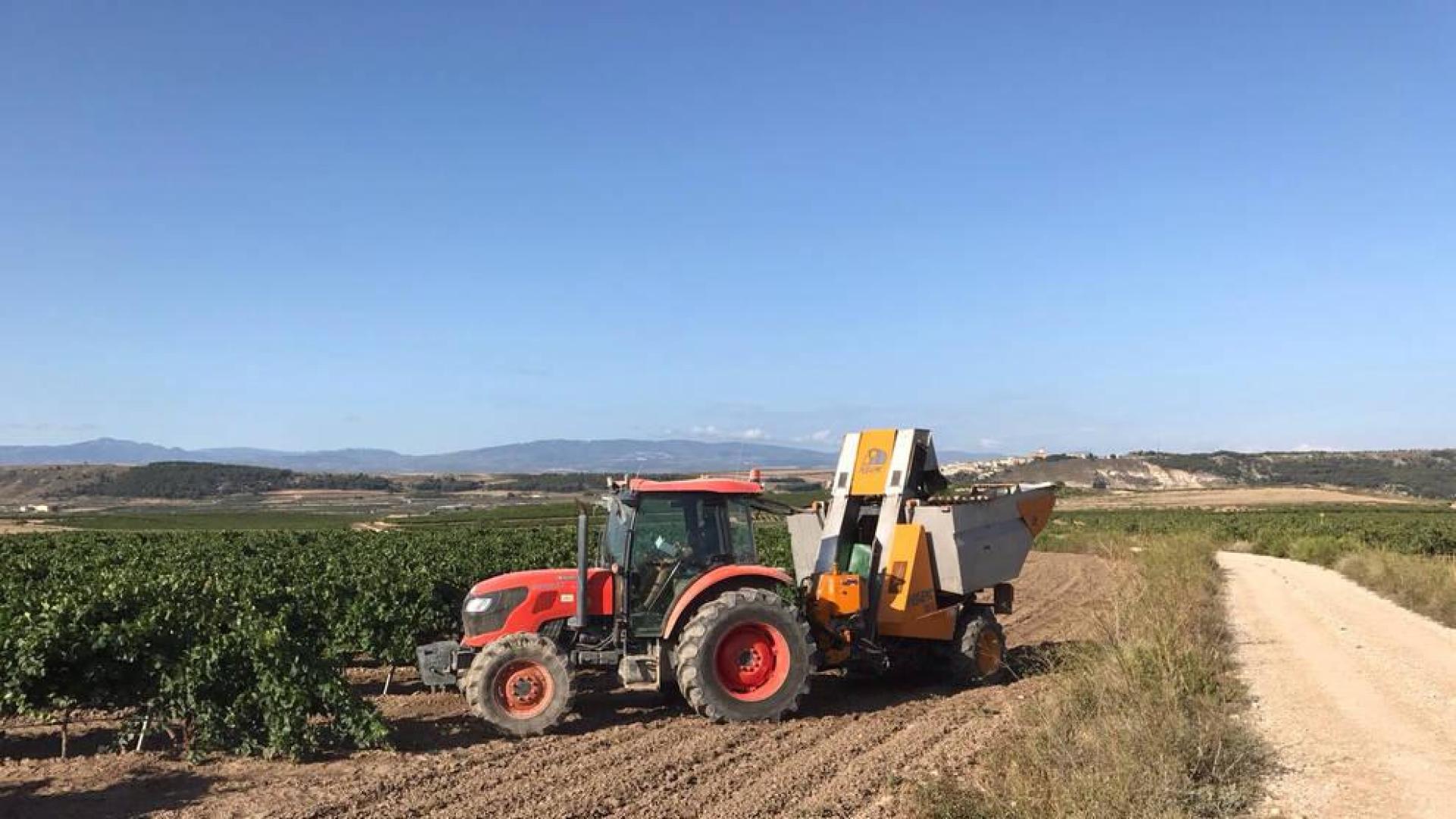 La vendimia en la zona de la DOC Rioja se retasa entre 15 ó 20 días