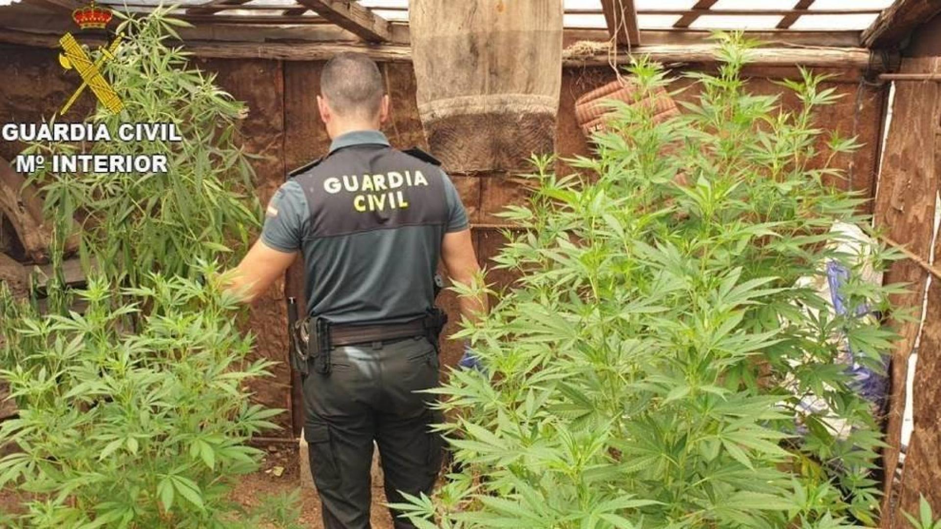 Un agente de la Guardia Civil, en una intervención con una plantación de marihuana.