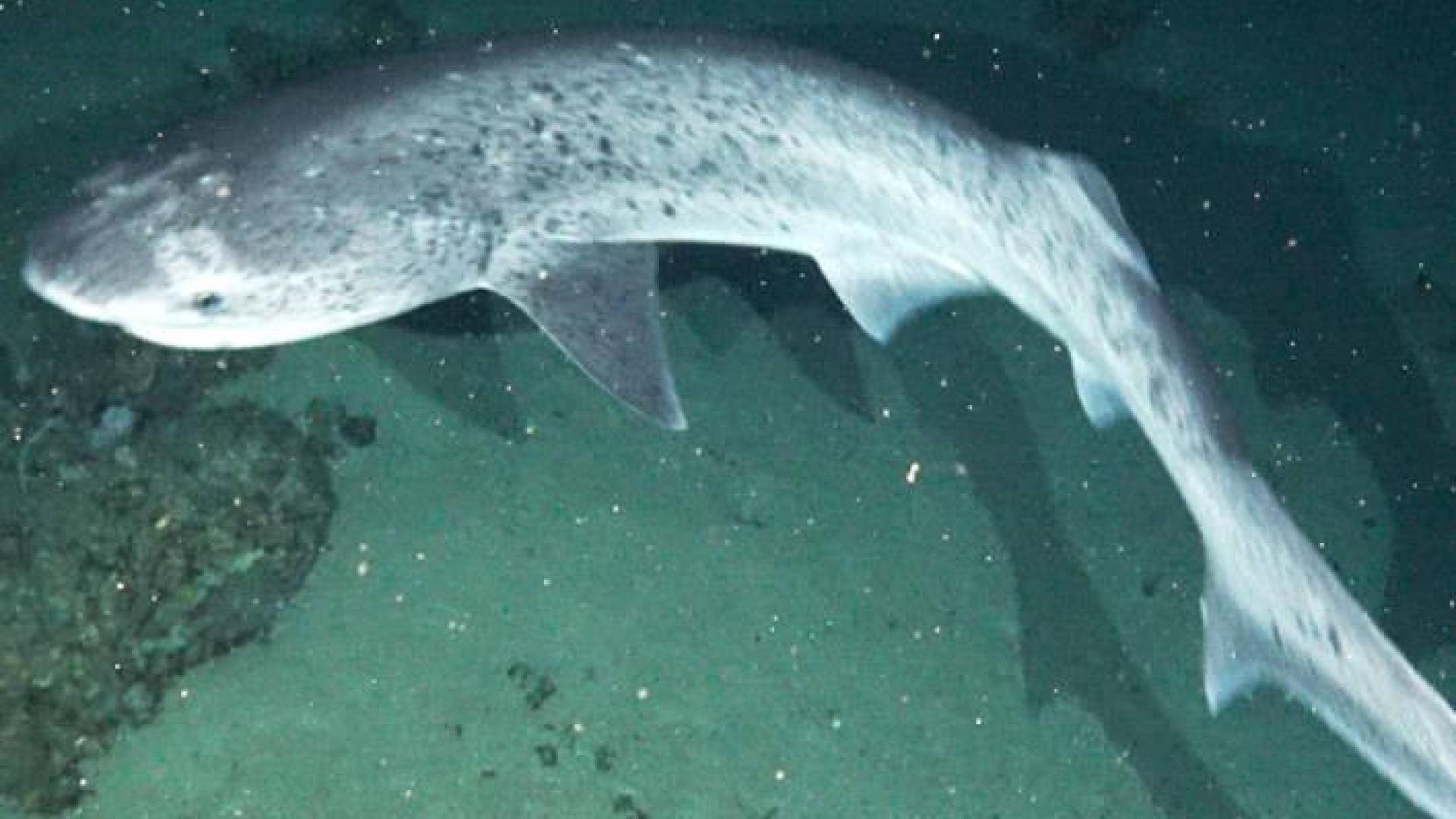 Tiburón de siete branquias (Notorynchus cepedianus).