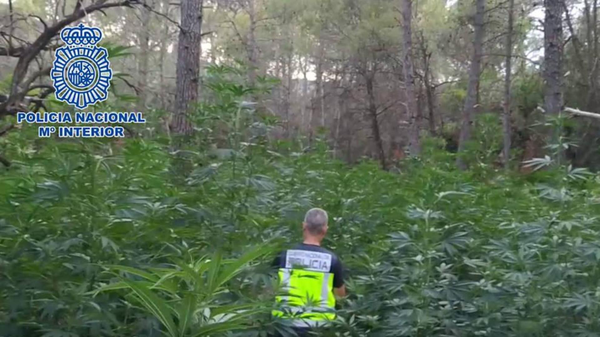 Desmantelada, en menos de un año, la cuarta plantación de marihuana oculta en bosques de Huesca