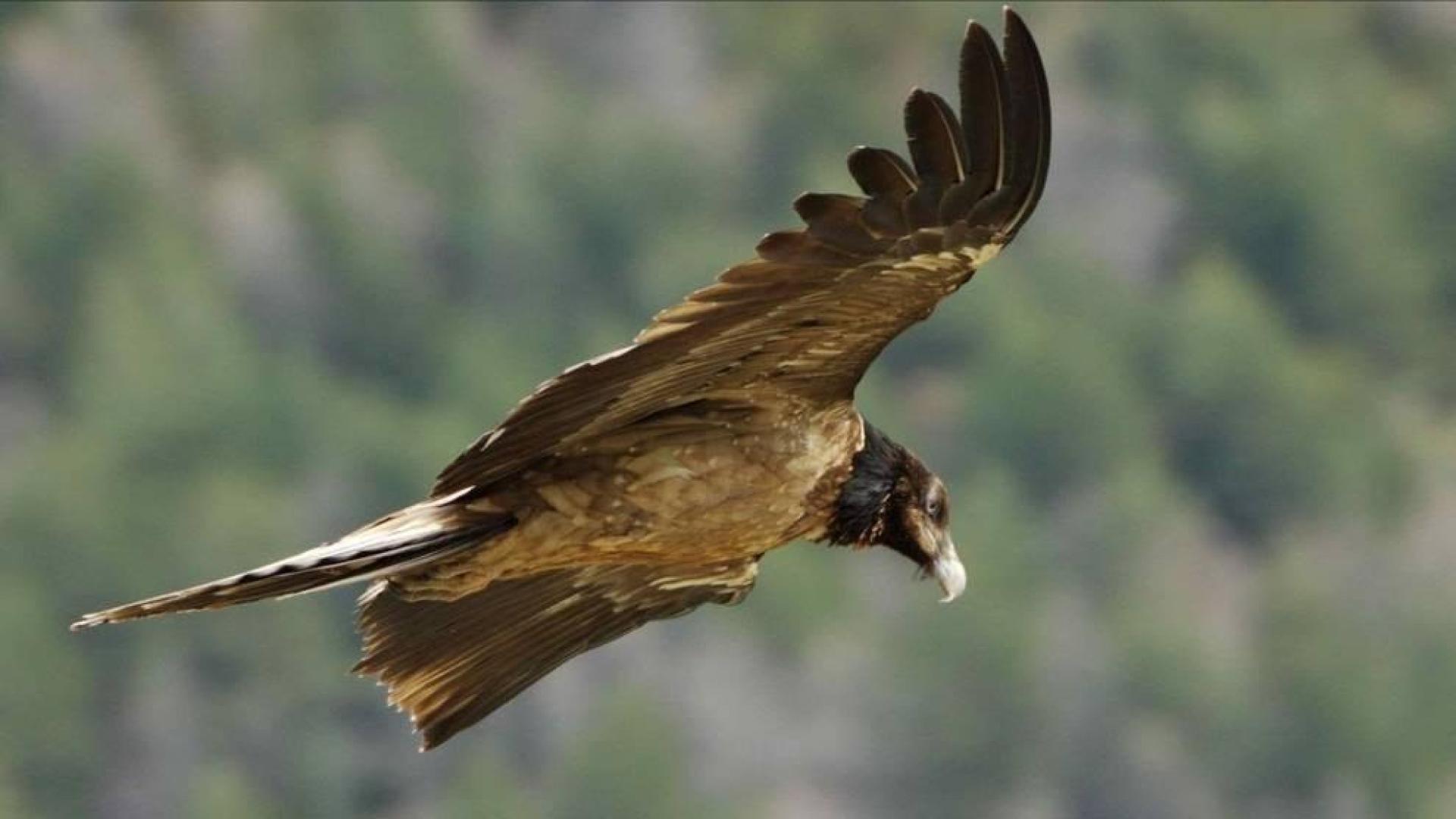 El primer quebrantahuesos nacido en Picos de Europa en 75 años ya vuela en libertad