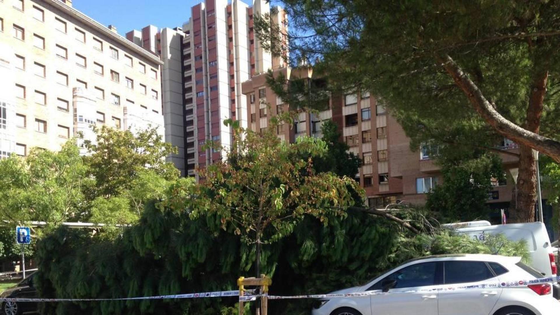 Un pino se cae en el Paseo de Nájera, junto al parque de Yamaguchi