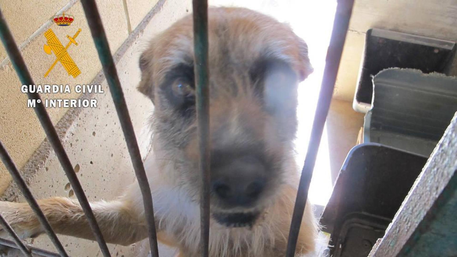 Dos imputados por abandonar a dos perros en Tafalla y Viana