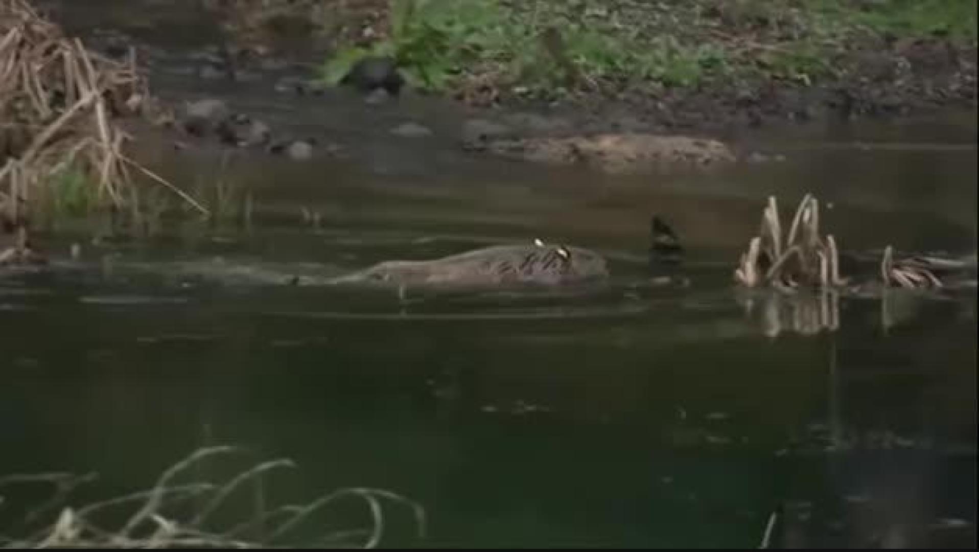 Vídeo: Los castores se ganan el derecho a permanecer en la naturaleza en Reino Unido