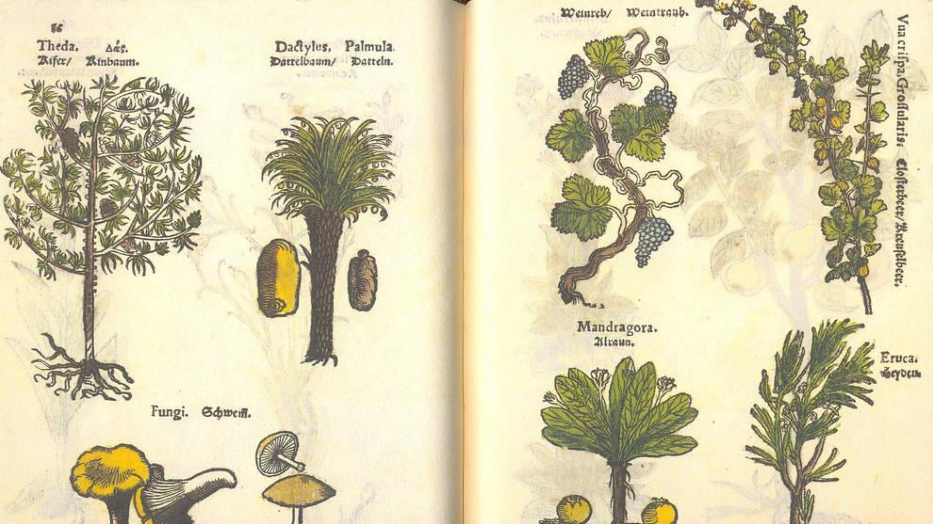 In vino veritas. Los humanistas y el vino