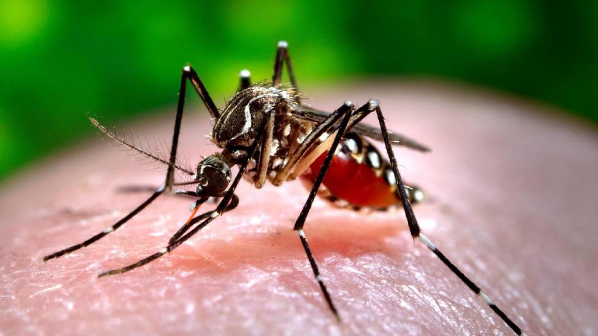 Confirman dos nuevos casos de dengue en Murcia