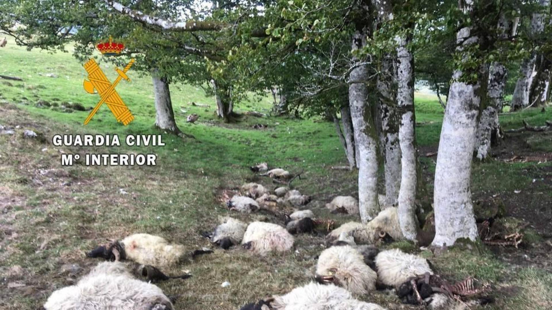 Una vaca y 32 ovejas, muertas en Sorogáin, al parecer por un rayo