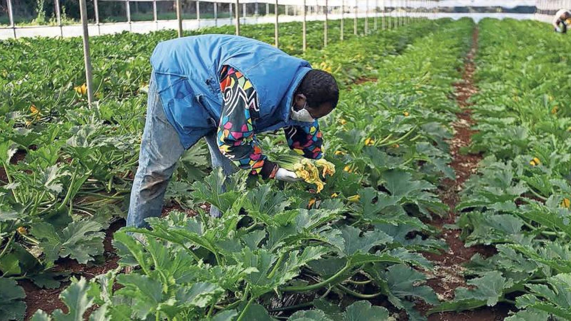 25 casos en un brote en Carcastillo que afecta a trabajadores agrarios